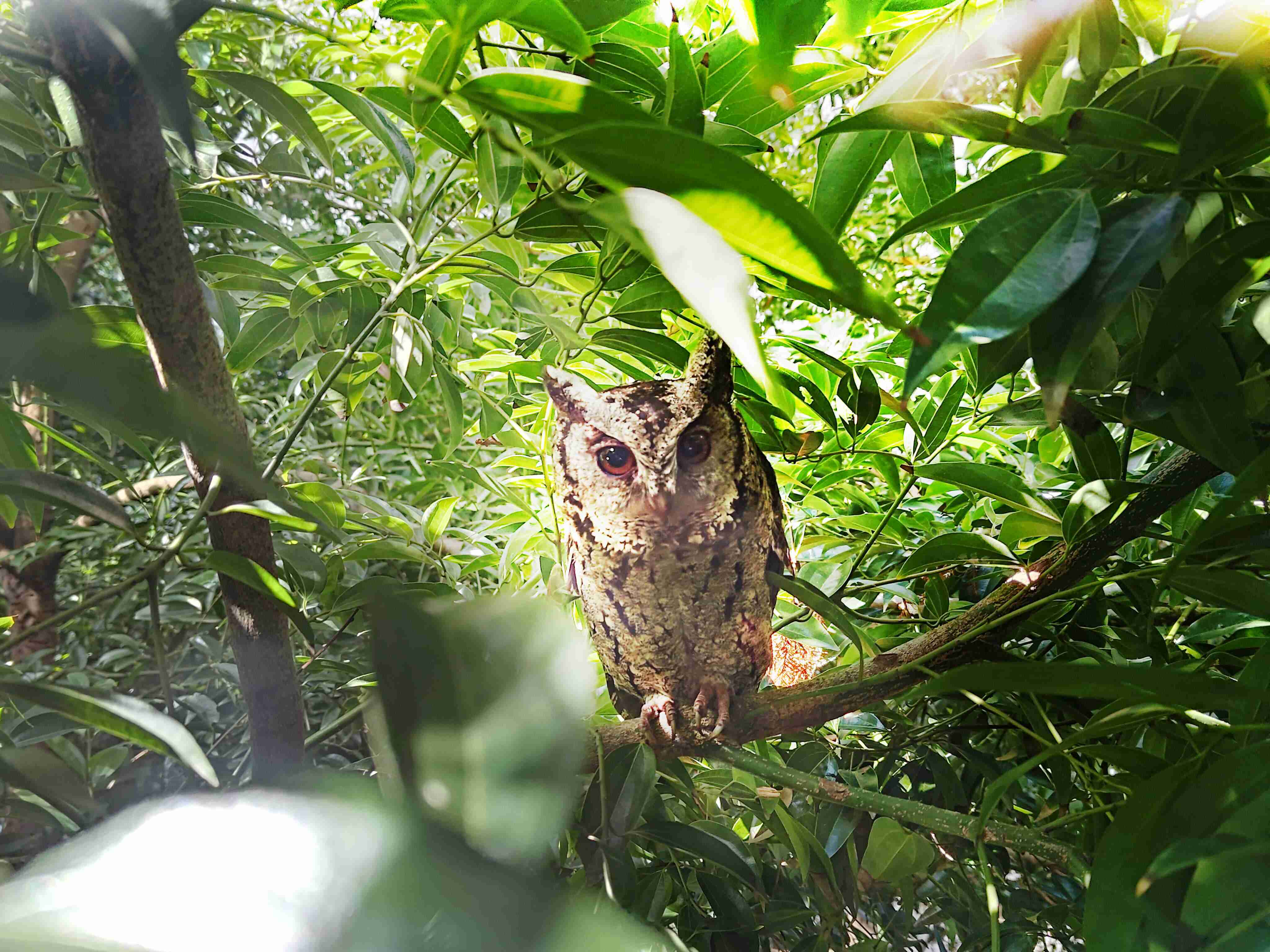 尊龙z6致力提倡净零绿生活，，，，16年以来在全球各厂区植树逾百万棵，，造就各厂区树木蔚然成林，，，犹如森林工厂，，，，成为许多生物的栖息地